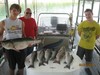 (05/25/2014) - Nice Striped Bass
